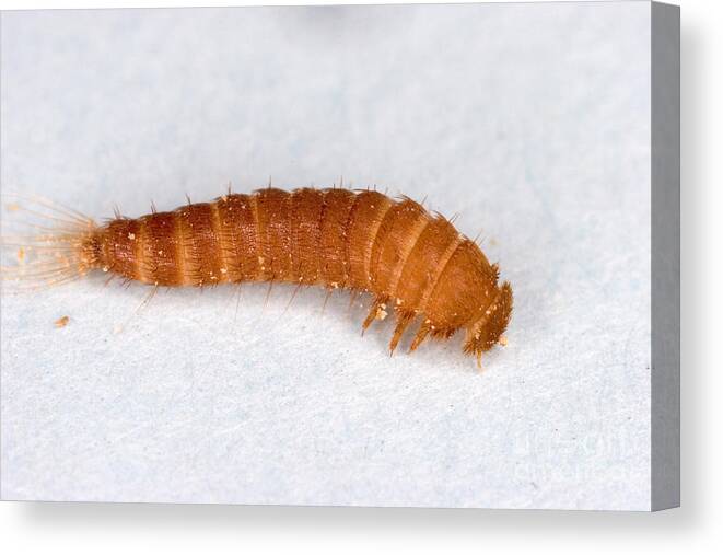Beautiful Carpet Beetle Larvae