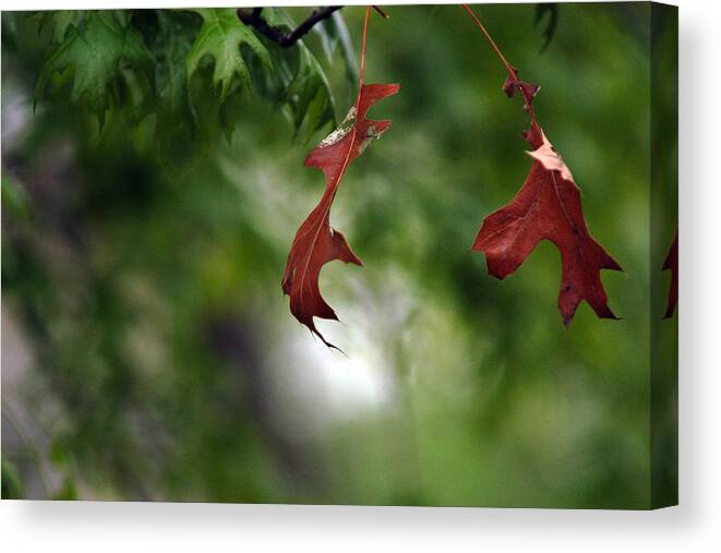 Leaves Canvas Print featuring the photograph Last to Fall by Wanda Brandon