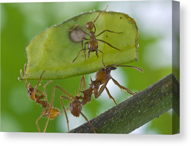 00476944 Canvas Print featuring the photograph Leafcutter Ants Costa Rica by Piotr Naskrecki