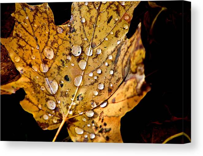 Fall Leaf With Water Droplets Canvas Print featuring the photograph Leafwash by Burney Lieberman