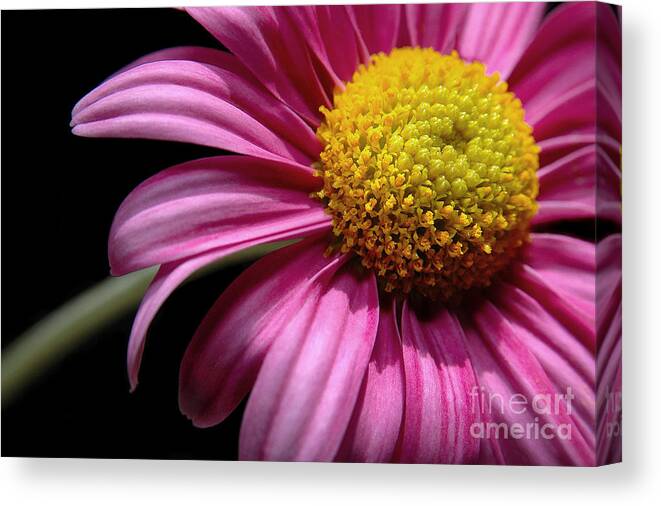 Flower Canvas Print featuring the photograph Leaning In by Dan Holm