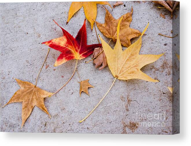 Autumn Canvas Print featuring the photograph Leaves on the sidewalk by Cindy Garber Iverson