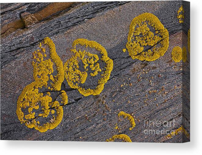 Lichen Canvas Print featuring the photograph Lichen Pattern Series - 52 by Heiko Koehrer-Wagner