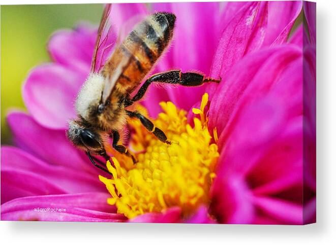 Macro Canvas Print featuring the photograph Life is full of Beauty by Sarai Rachel