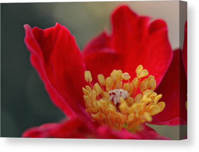 Flower Canvas Print featuring the photograph Light and Flame by Melanie Moraga