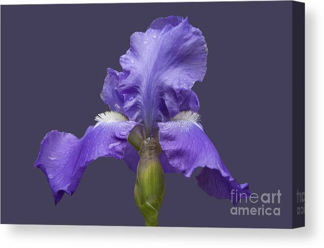 Nature Canvas Print featuring the photograph Lilac Iris by Heiko Koehrer-Wagner