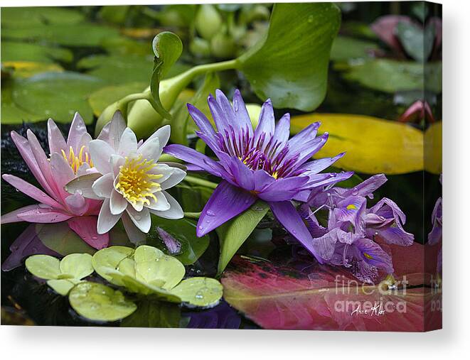 Pink Canvas Print featuring the photograph Lilies No. 26 by Anne Klar