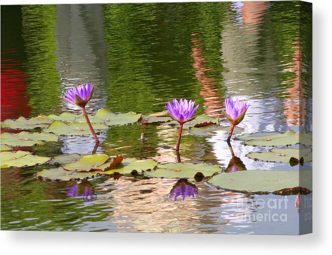  Canvas Print featuring the photograph Lilly reflection by Daniel Knighton