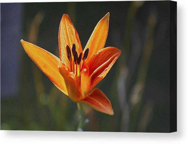 Flower Canvas Print featuring the photograph Lily by Barbara Dean