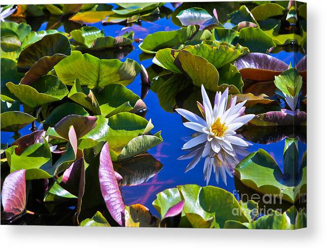Landscape Canvas Print featuring the photograph Lily by Lawrence Burry