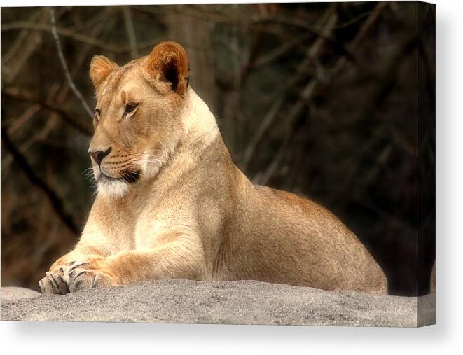 Lioness Canvas Print featuring the photograph Lioness - Queen of the Jungle by Tracie Schiebel