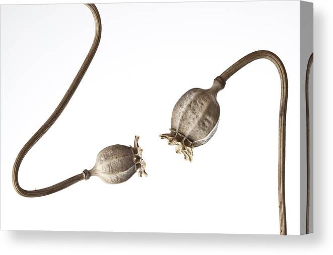 Poppy Pods Canvas Print featuring the photograph Listening Number 1 by Carol Leigh