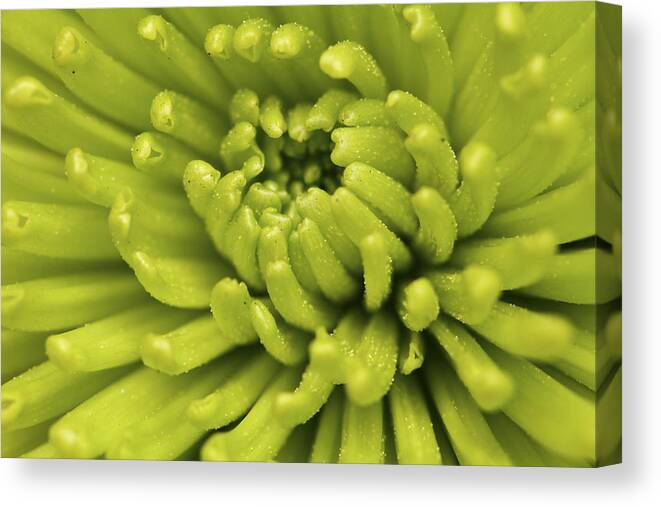 Flower Canvas Print featuring the photograph Littered with Pollen by Pixel Perfect by Michael Moore