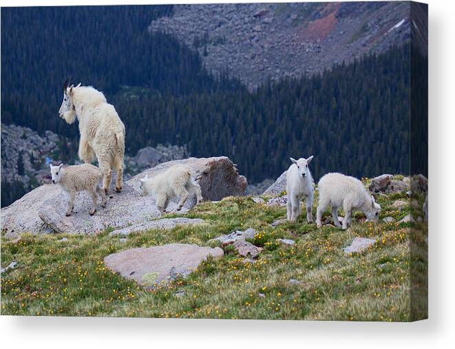 Mountain Goats; Posing; Group Photo; Baby Goat; Nature; Colorado; Crowd; Baby Goat; Mountain Goat Baby; Happy; Joy; Nature; Brothers Canvas Print featuring the photograph Living on the Edge by Jim Garrison