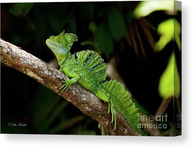 Costa Rica Canvas Print featuring the photograph Lizard on a Stick by Sue Karski