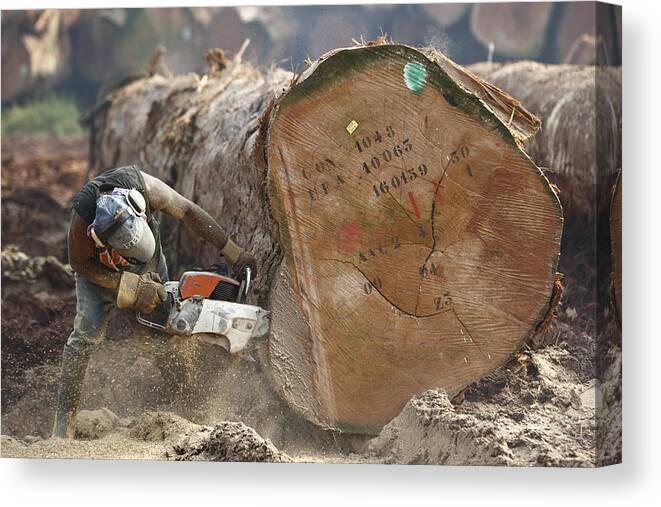 Mp Canvas Print featuring the photograph Logger Cutting Trunk Of Rainforest by Cyril Ruoso