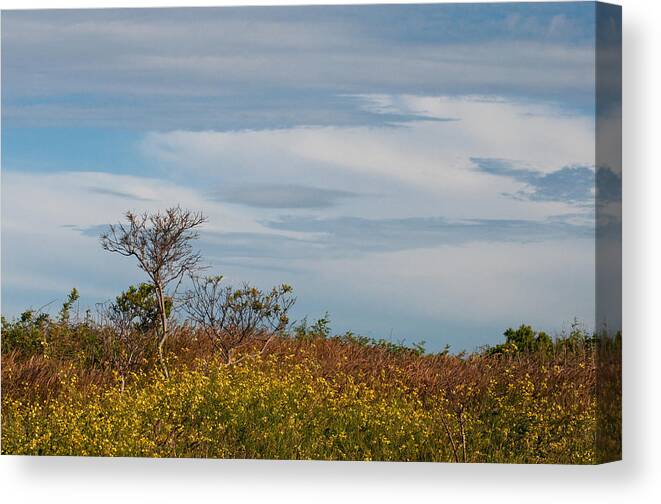 Sachuest Point Canvas Print featuring the photograph Lone Tree on the Rhode Island Coast by Nancy De Flon