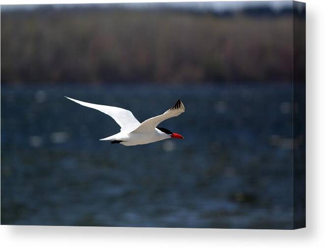 Bird Canvas Print featuring the photograph Long Haul Flight by Ramabhadran Thirupattur