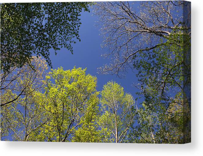 Tree Canvas Print featuring the photograph Looking Up In Spring by Daniel Reed