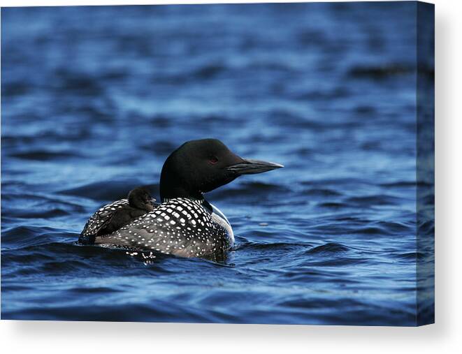 Loon Canvas Print featuring the photograph Loon and New Born Chick by Benjamin Dahl