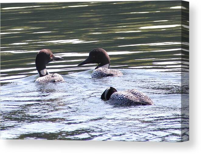 Loons Canvas Print featuring the photograph Loons at Play by Charlene Reinauer