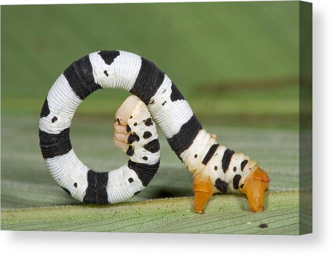 00476846 Canvas Print featuring the photograph Looper Moth Caterpillar Atewa Range by Piotr Naskrecki