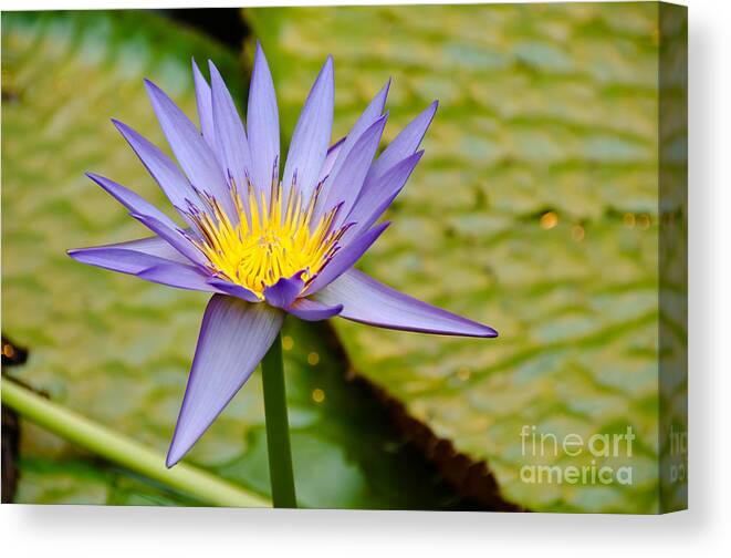 Plant Canvas Print featuring the photograph Lotus Flower by Yurix Sardinelly