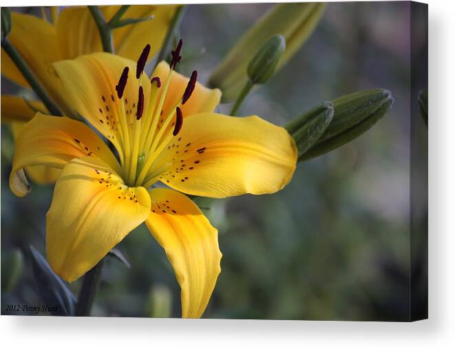 Daylily Canvas Print featuring the photograph Love for Lilies  by Penny Hunt