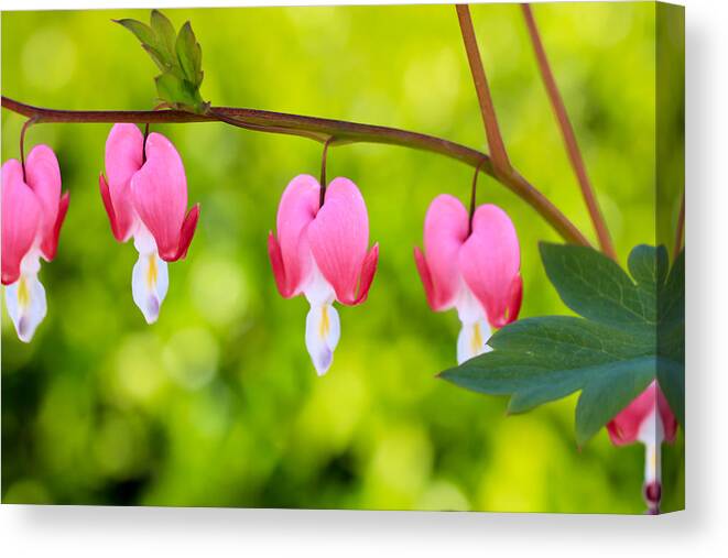 Flowers Canvas Print featuring the photograph Love by Heidi Smith