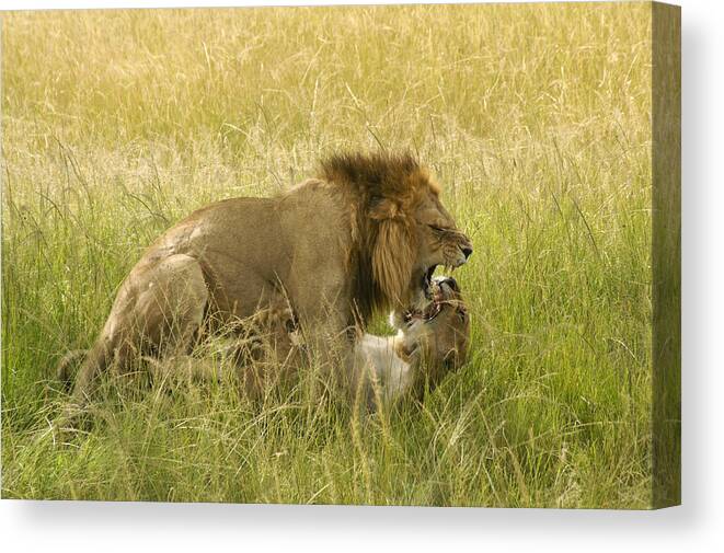 Africa Canvas Print featuring the photograph Love in the Wild by Michele Burgess