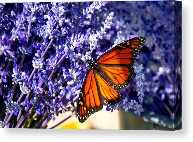 Butterfly Canvas Print featuring the photograph Lovely Lavender by Cathy Kovarik