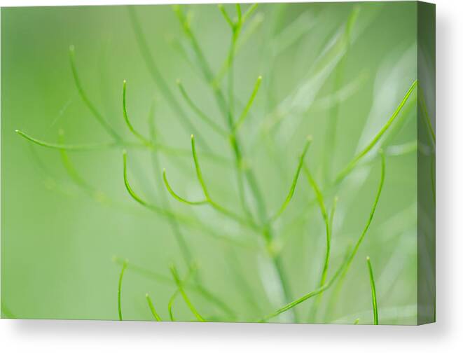 Grass Canvas Print featuring the photograph Lovely Little Lines by Margaret Pitcher