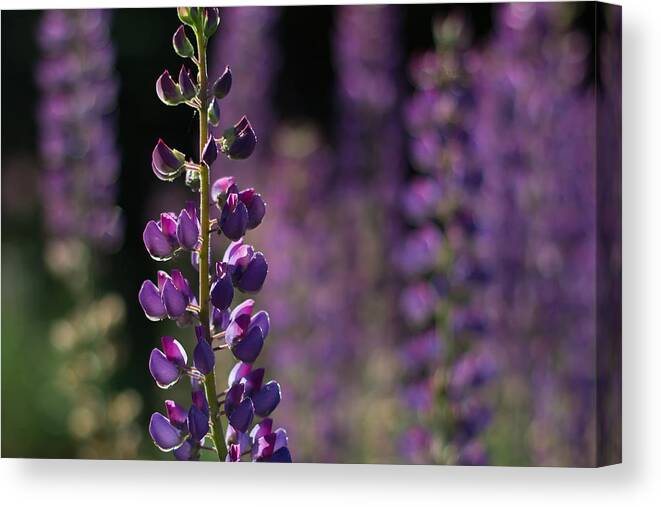 Canada Canvas Print featuring the photograph Lupines by Jakub Sisak