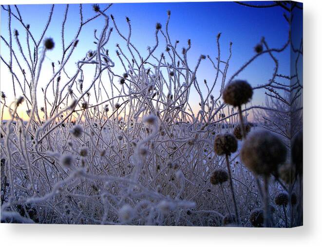 Frost Canvas Print featuring the photograph Magic Winter Morning by Ellen Heaverlo