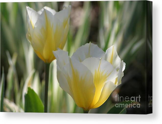 Tulips Canvas Print featuring the photograph Magical Morning by Living Color Photography Lorraine Lynch