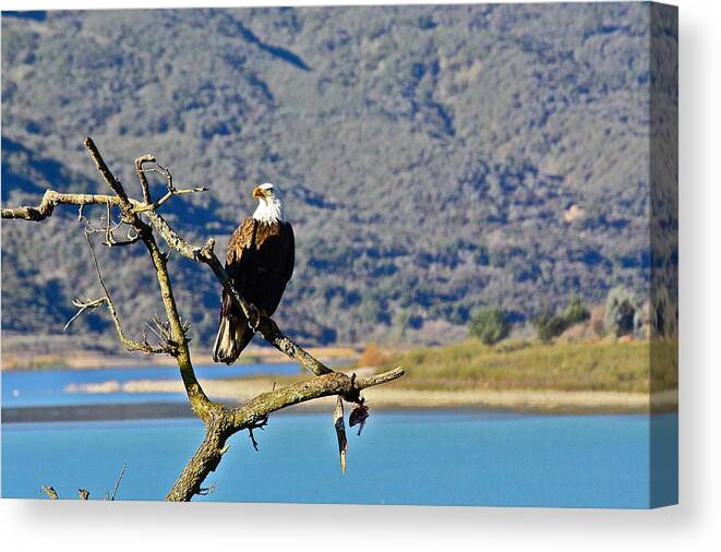 Birds Canvas Print featuring the photograph Majestic Eagle by Diana Hatcher