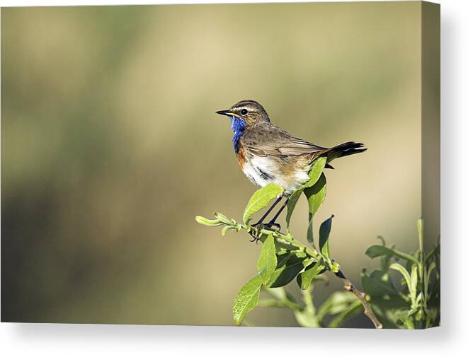 Luscinia Svecica Canvas Print featuring the photograph Male Bluethroat by Duncan Shaw