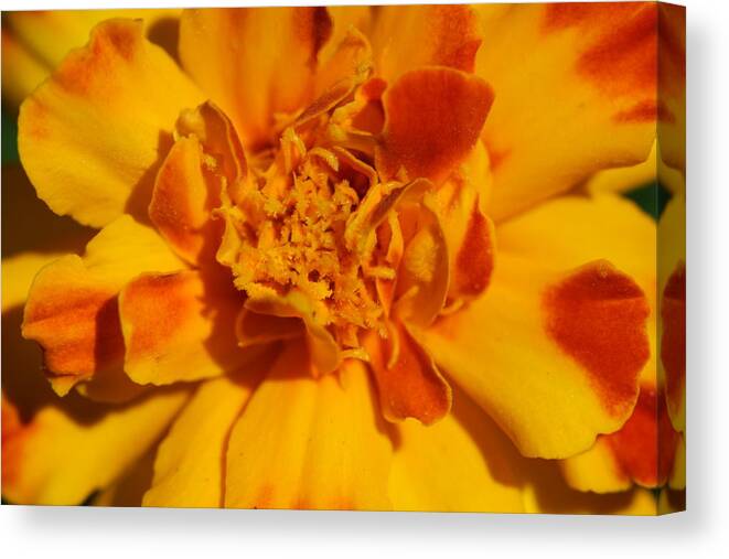 Marigold Canvas Print featuring the photograph Marigold Flower by Bonnie Boden