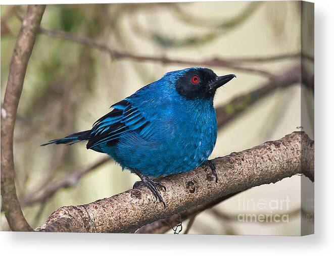 Animal Canvas Print featuring the photograph Masked Flowerpiercer by Jean-Luc Baron