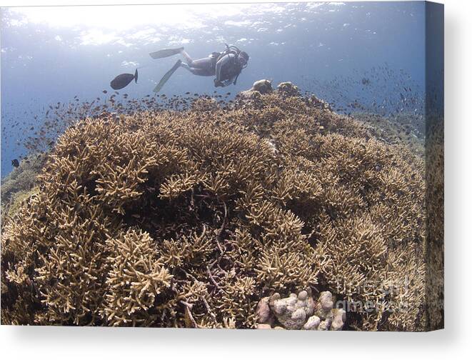 Acroporidae Canvas Print featuring the photograph Masses Of Staghorn Coral, Papua New by Steve Jones