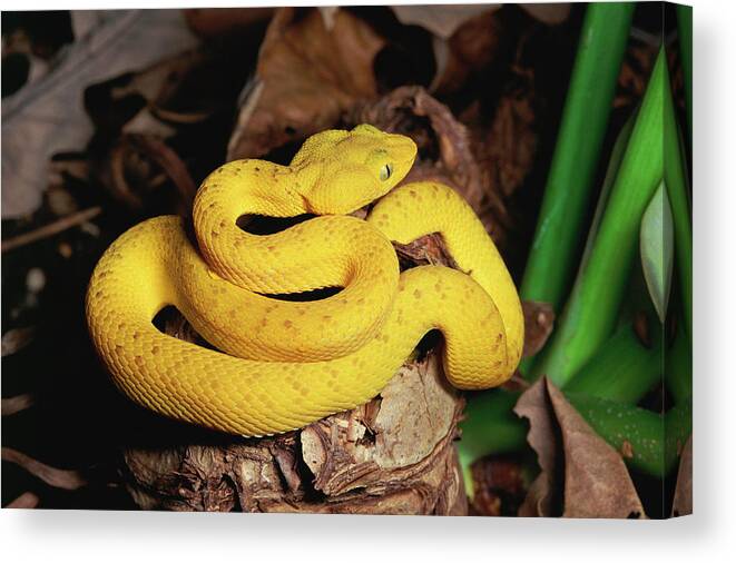 Mp Canvas Print featuring the photograph Mcgregors Pit Viper Trimeresurus by Michael & Patricia Fogden