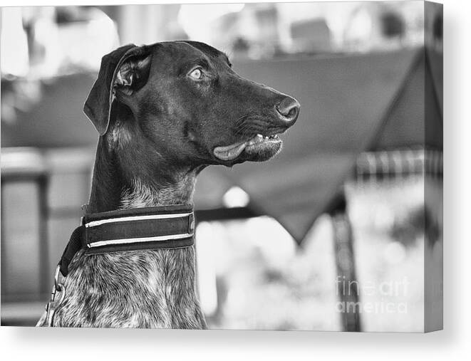 Dog Canvas Print featuring the photograph Mesmerized by Eunice Gibb