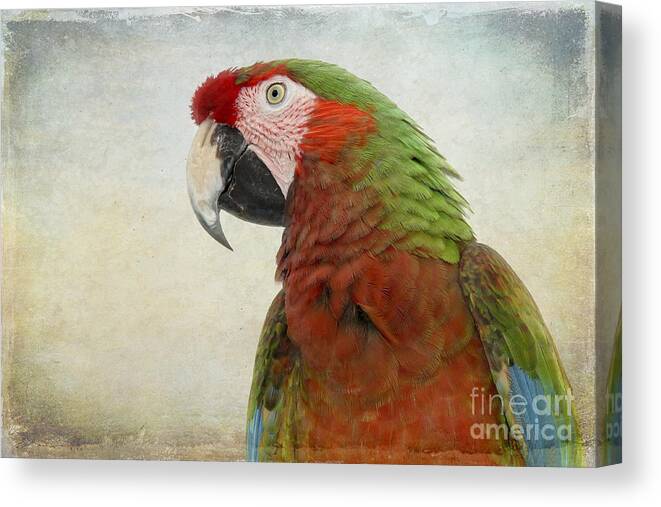 Bird Canvas Print featuring the photograph Military Macaw by Teresa Zieba