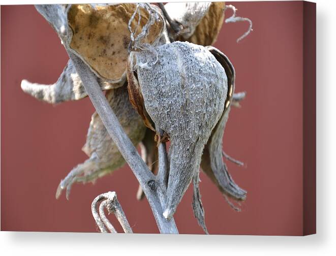 Milkweed Canvas Print featuring the photograph Milkweed by Randy J Heath