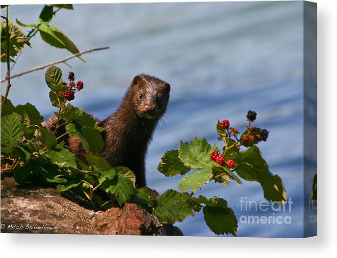 Mink Canvas Print featuring the photograph Mink In Blackberries. by Mitch Shindelbower