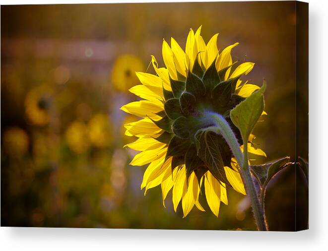 Sunflower Canvas Print featuring the photograph Morning Watch by Lynne Jenkins