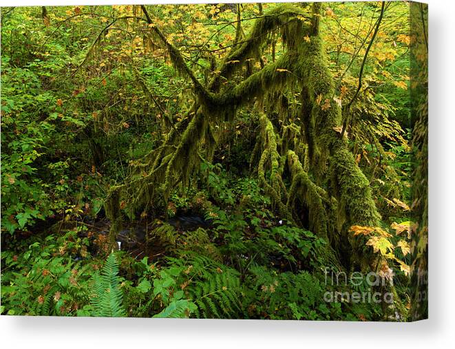 Silver Falls State Park Canvas Print featuring the photograph Moss In The Rainforest by Adam Jewell