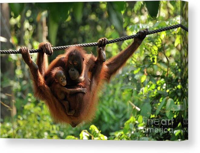 Agility Canvas Print featuring the photograph Mother and baby Orang Utan playing by Sami Sarkis