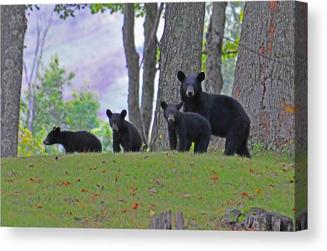 Animal Canvas Print featuring the photograph Mother and Cubs by Alan Lenk