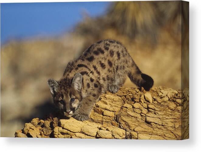 Mp Canvas Print featuring the photograph Mountain Lion Kitten With Speckled Coat by Tim Fitzharris